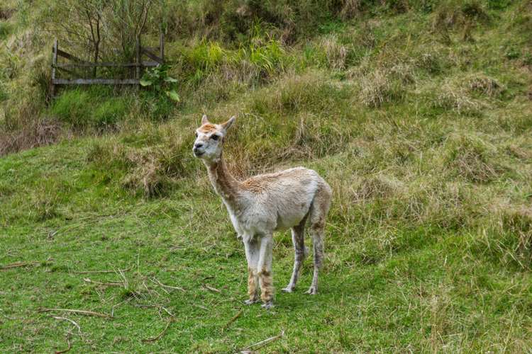 763b White Pine Bush Road Whakatane_32