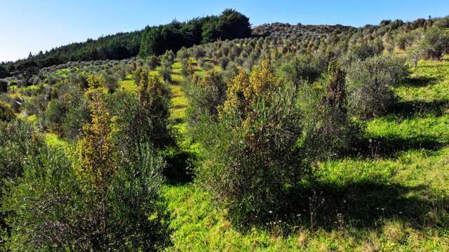 105 Frantoio Ridge Road Mangonui_1