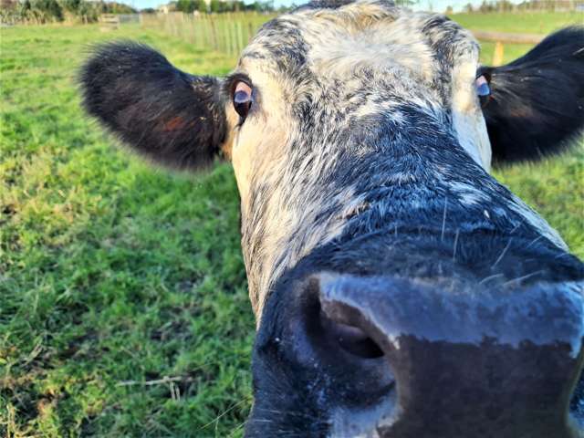 Lot 3/750 Kaipara Coast Highway Kaukapakapa_3