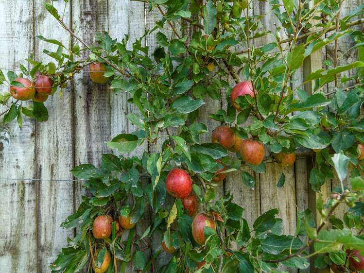 147d Tetley Road Katikati_20