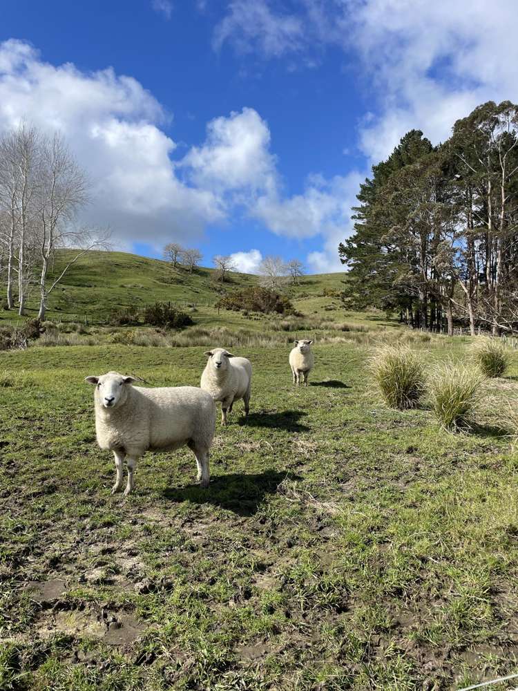 852 Oneriri Road Kaiwaka_6