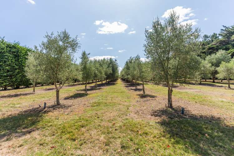 257 Motuiti Road Foxton_22