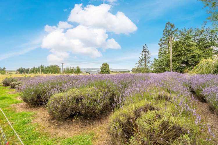 453 Wilden School Road West Otago Surrounds_16