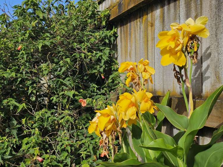 25 Carlisle Street Levin_17