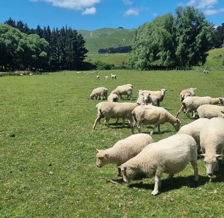 9 Buckley Road Shannon_19