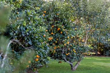 5B Raukawa Grove_1