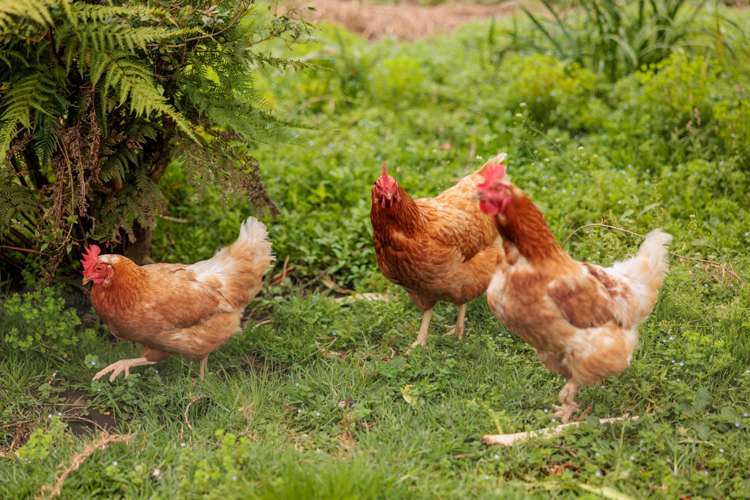 96b Jensen Road Kaimai_35