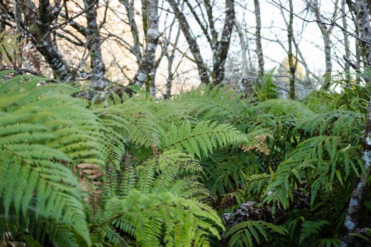 754 Rutherglen Road Greymouth_15