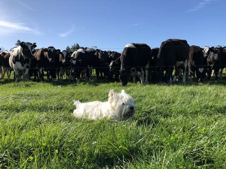 1710 Ealing Montalto Road Ashburton_5