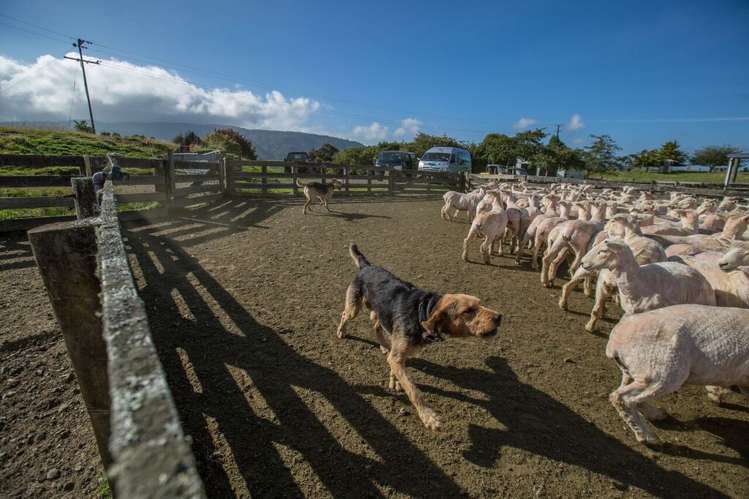 2491 State Highway 4 Owhango_17