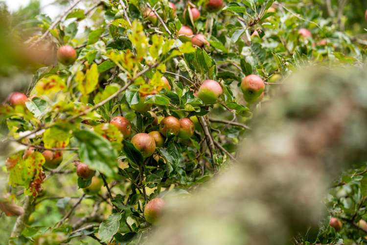 16 Marewa Street Kew_23