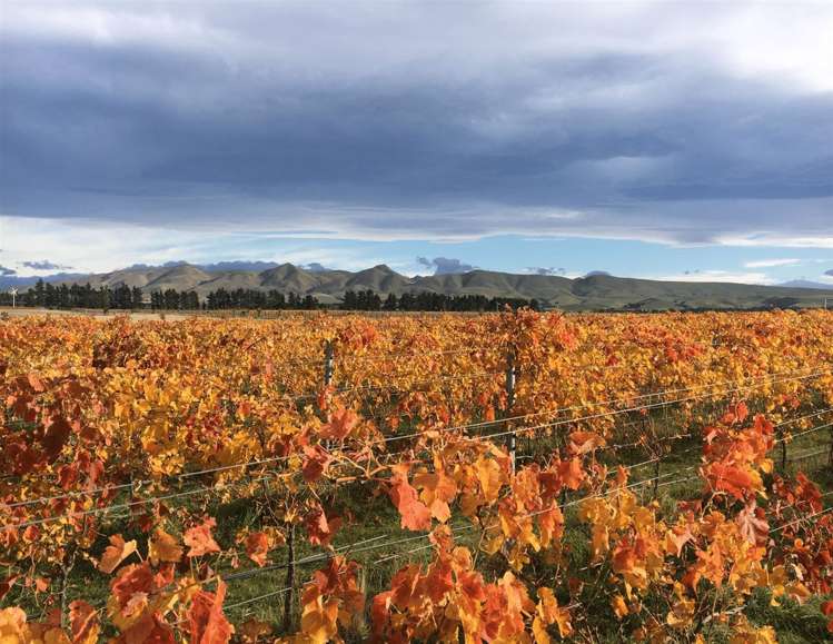 328 Georges Road Amberley_12