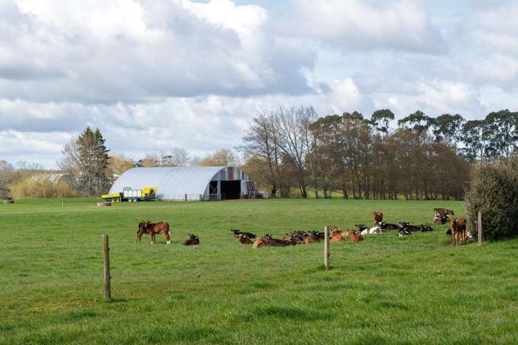 180 Cameron Road Morrinsville_13