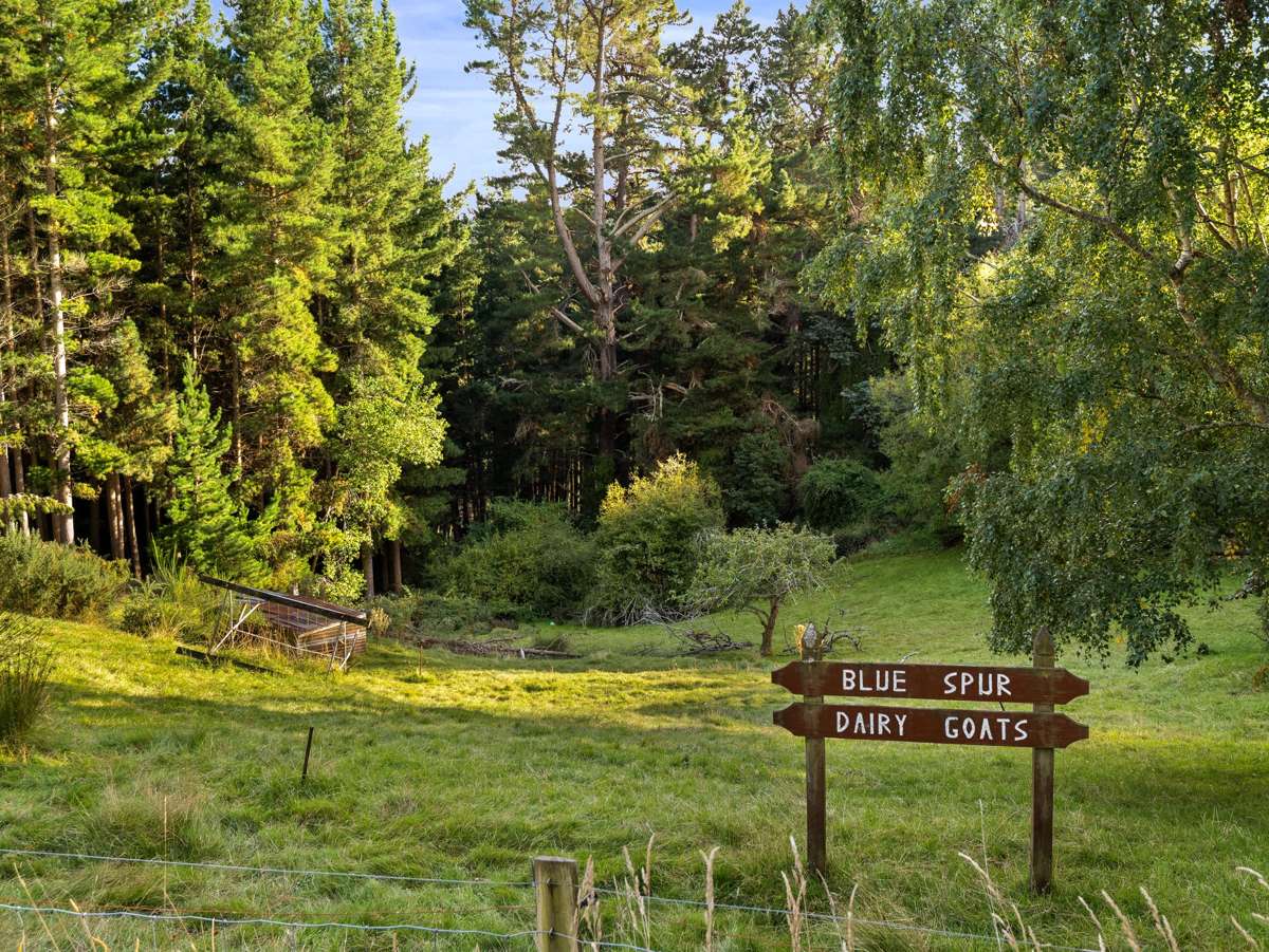 353 Blue Spur Road_3