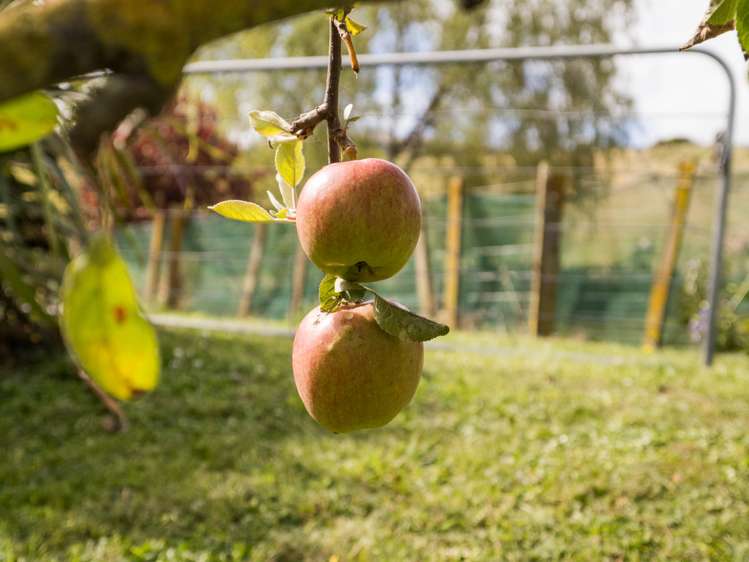 8 Teal Avenue Feilding_17