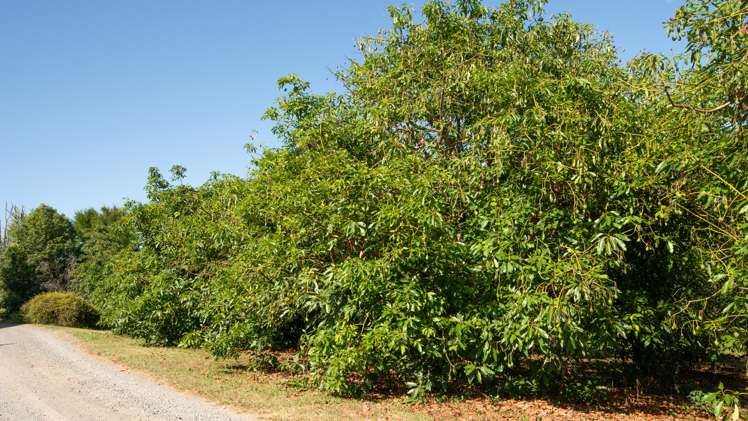 3 Te Karaka Drive Te Puna_19