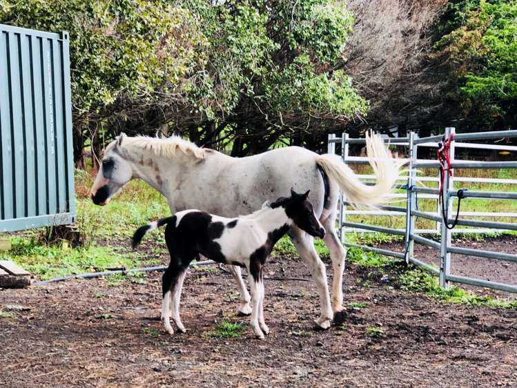 54 Young Access Dairy Flat_6