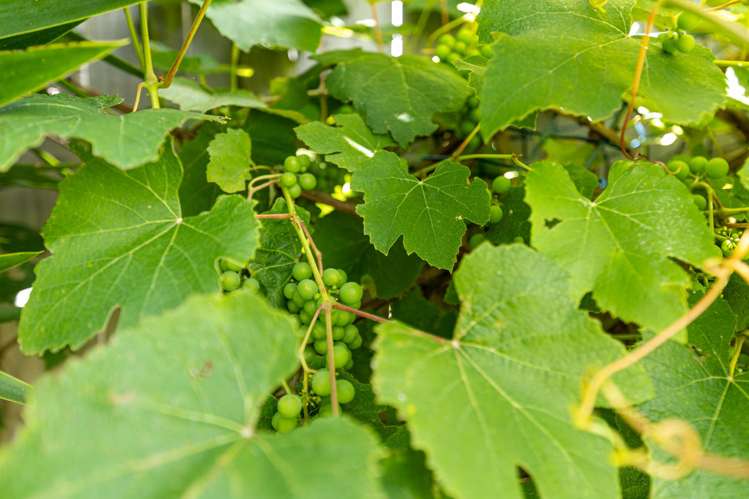 114 Rosser Street Huntly_26