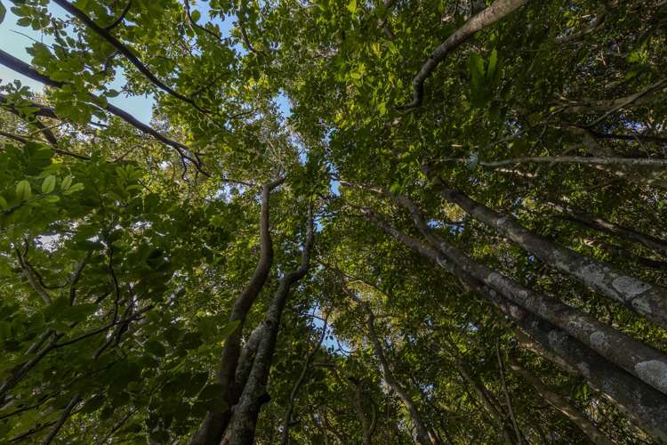 19 Kakariki Grove Waikanae_24