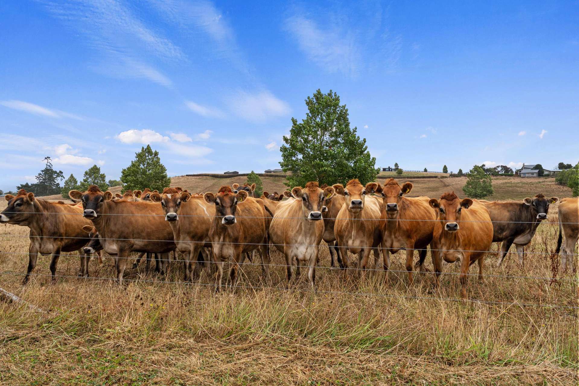 56 Onion Road Te Kowhai_0