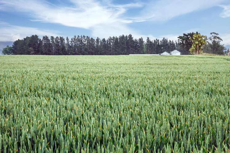 142 Deep Creek Road Waimate_7