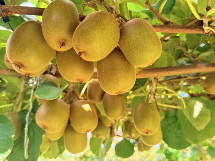 730 Old Coach Road Pongakawa_21