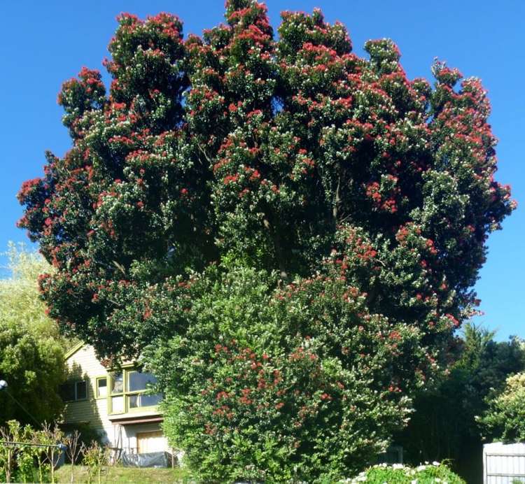 175 Hackthorne Road Cashmere_15