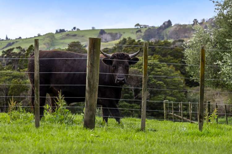 321 Green Road Matakana_24