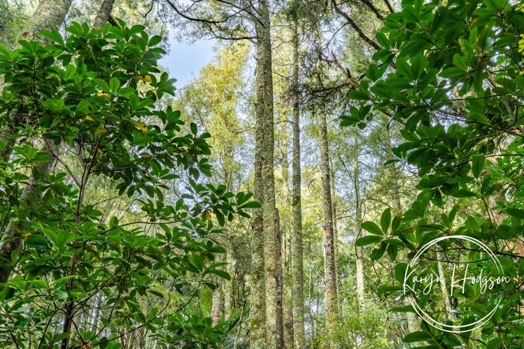 14 Woodland Road Maungaturoto_29