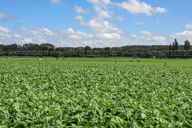 77 Arowhenua Station Road Timaru_0