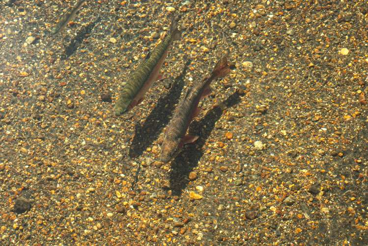 216 Mangaroa Street Tokaanu_25