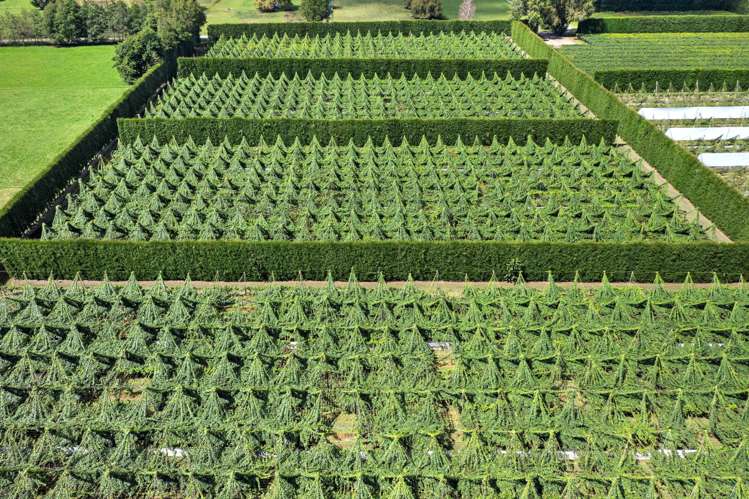 121a Macdonald Road Te Teko_29