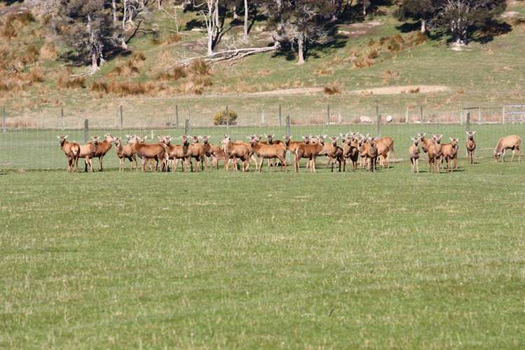 45 Quantock Road Geraldine_17