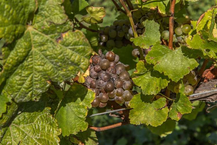 73 Mackenzies Road Waipara_19