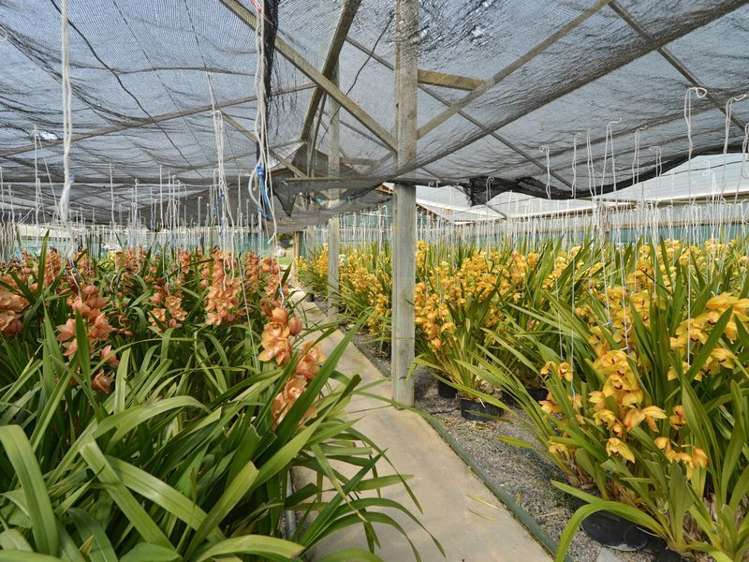 436 Crane Road Kauri_13