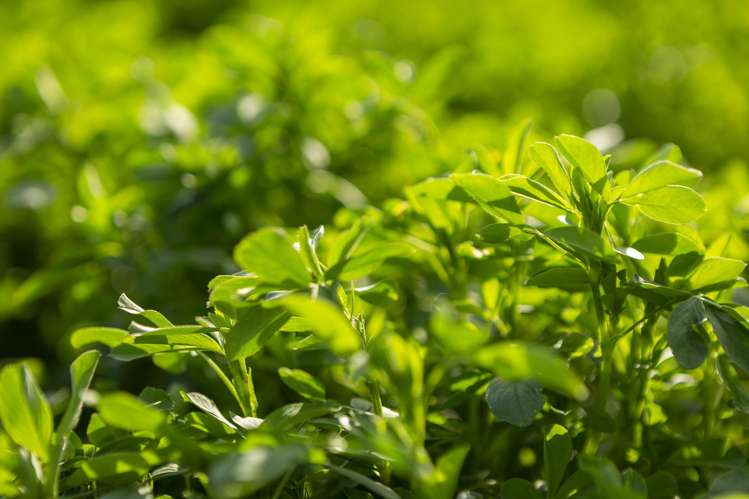 860 McHenrys Road Kurow_6