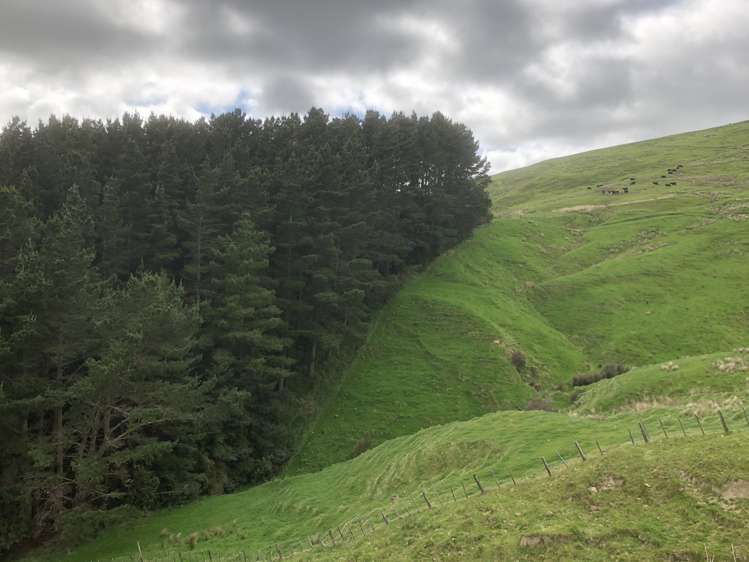 337 Saunders Road Eketahuna_23