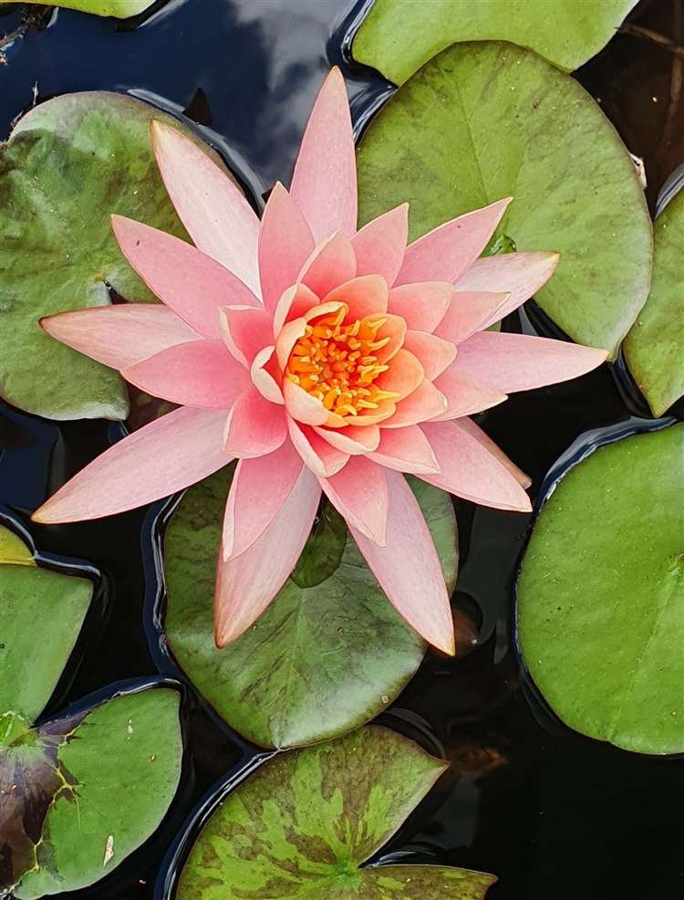 17 Hakanoa Street Huntly_20