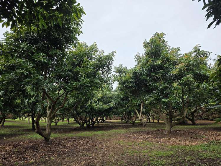 244 Beach Road Katikati_42