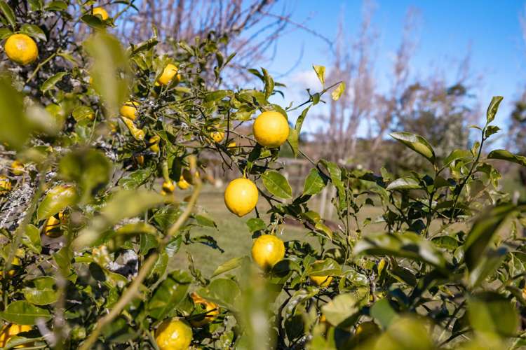 917 Port Albert Road Wellsford_17