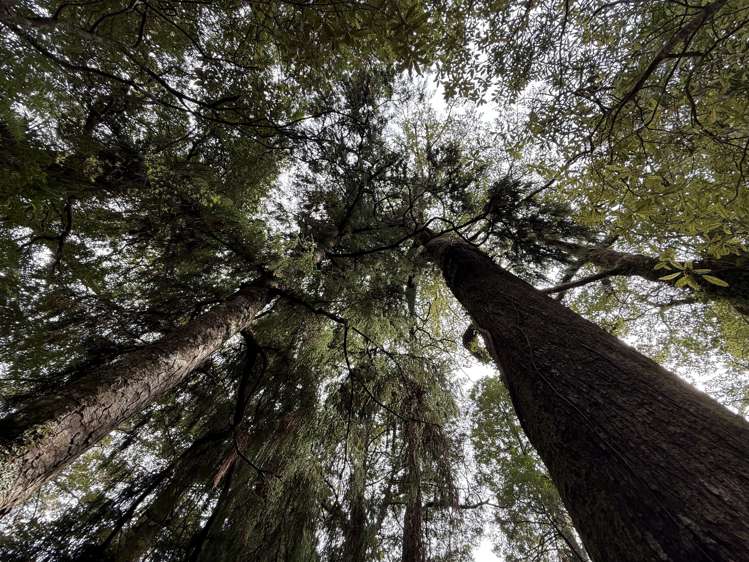 - Waioeka Pa Road Opotiki_14