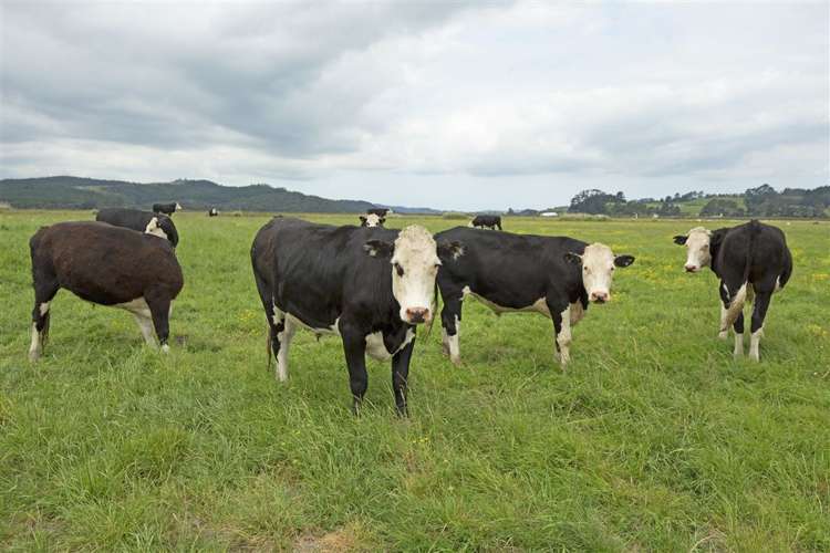 Green Road Parakai_4