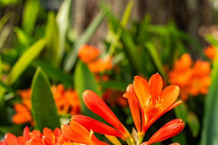 48b Wilson Road Warkworth_26