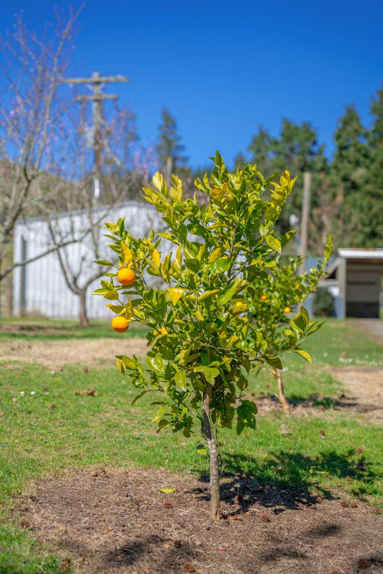 232 Kotare Road Ruakituri_19