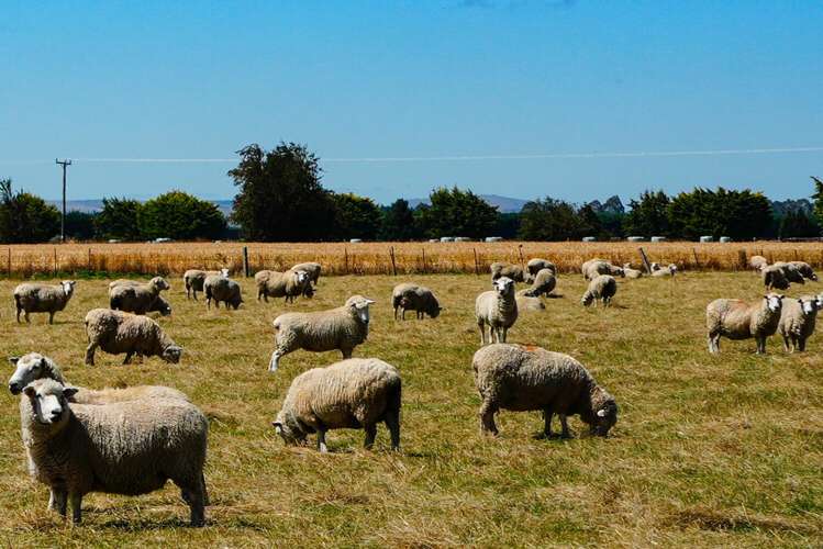 588 Freshford Plains Station Road Wendonside_17