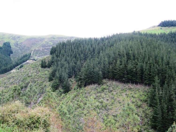 2213 Te Moana Road Geraldine_2