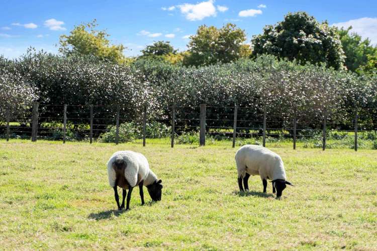 38 Hunter Road Taupaki_4