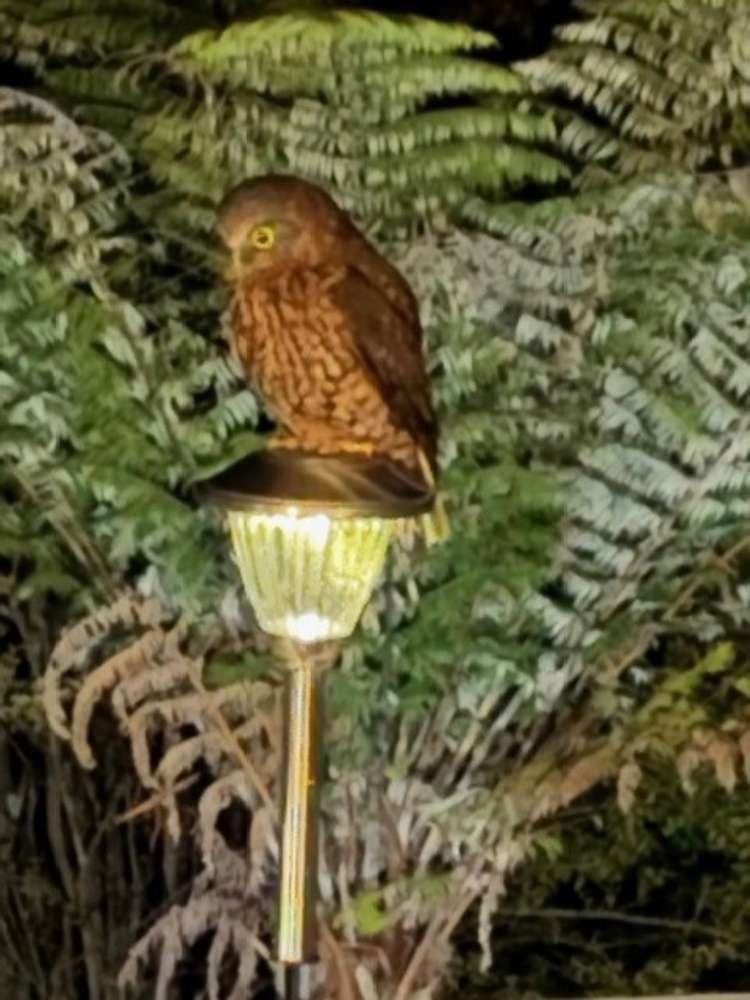 554 Boat Harbour Road Whenuakite_30