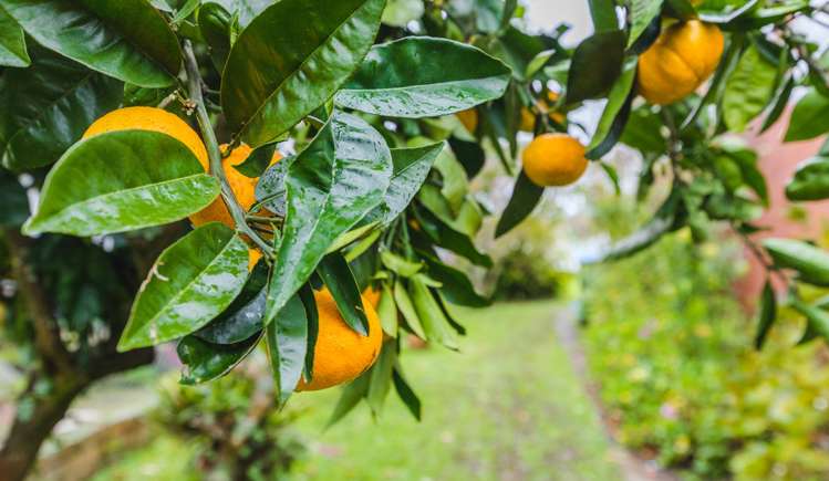 207 Whitney Street Blockhouse Bay_21