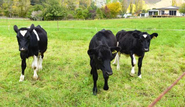 1038 State Highway 4 Upokongaro_1